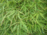 JAVOR - Acer palmatum ´Dissectum´