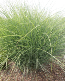 OZDOBNICE - Miscanthus sinensis ´Gracilimus´