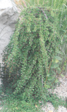 SKALNÍK (stromek) - Cotoneaster dammeri