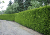 ZERAV Brabant, výška 100-120 cm - Thuja occidentalis ´Brabant´