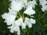 Rhododendron ´Madame Masson´- bílý se žlutým okem