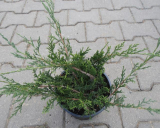 JALOVEC CHVOJKA KLÁŠTERSKÁ - Juniperus sabina ´Tamariscifolia´