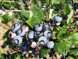 Kanadská borůvka ´Bluegold´