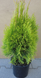 ZERAV ZÁPADNÍ - Thuja occidentalis ´Golden Smaragd´