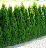 ZERAV Smaragd, výška 80-100 cm, - Thuja occidentalis ´Smaragd´