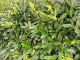 BOBKOVIŠEŇ - Prunus laurocerasus