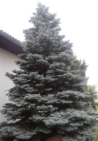 SMRK PICHLAVÝ - Picea pungens ´Hoopsii´