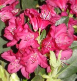 Rhododendron ´Nova Zembla´ - červený
