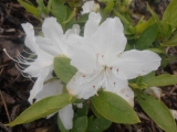 AZALKA BÍLÁ - Rhododendron obtusum ´Luzi´