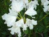 Rhododendron ´Cunningham´s White´- bílý