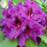 Rhododendron ´Polarnacht´ - fialový
