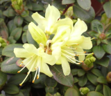 Rhododendron ludloeii ´Wren´ - žlutý