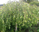 BŘÍZA PŘEVISLÁ - Betula pendula ´Youngii´