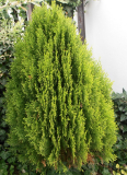 ZERAV VÝCHODNÍ - Thuja orientalis ´Aurea Nana´