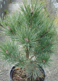 BOROVICE  - Pinus sylvestris ´Watereri´