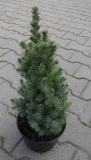 SMRK  - Picea glauca ´Blue Conica´