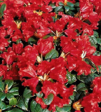 Rhododendron repens ´Scarlet Wonder´- červený