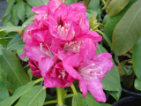 Rhododendron ´English Roseum´ - růžový