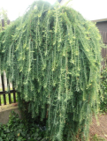 MODŘÍN PŘEVISLÝ - Larix kaempferi ´Stiff Weeping´