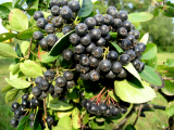 Jeřáb černý keřový - Aronia melanocarpa ´Viking´