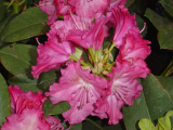 Rhododendron ´Germania´- růžový