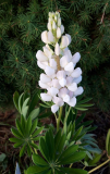 LUPINA BÍLÁ - Lupinus polyphyllus ´Gallery White´