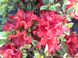 AZALKA ČERVENÁ, ZELENOBÍLÝ LIST - Rhododendron obtusum ´Hot Shot Variegated´