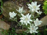 PROTĚŽ - Leontopodium alpinum