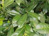 BOBKOVIŠEŇ - Prunus laurocerasus ´Novita´