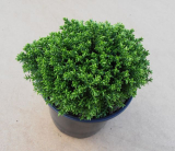 Hebe ´Green Globe´