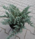 JALOVEC POLEHLÝ - Juniperus horizontalis ´Blue Chip´