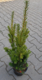 TIS -  Taxus x media ´Hicksii´