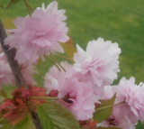 SAKURA PŘEVISLÁ - Prunus serrulata ´Kiku-shidare-zakura´