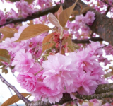 SAKURA - Prunus serrulata ´Kanzan´