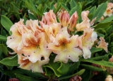 Rhododendron ´Bernstein´- žlutý