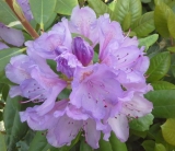 Rhododendron ´Catawbiense Grandiflorum´- lila