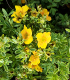 MOCHNA KŘOVITÁ MEDOVĚ ŽLUTÁ - Potentilla fruticosa ´Mango Tango´