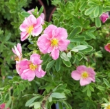 MOCHNA KŘOVITÁ RŮŽOVÁ - Potentilla fruticosa 