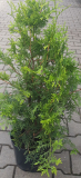 ZERAV ZÁPADNÍ - Thuja occidentalis ´Gold Brabant´