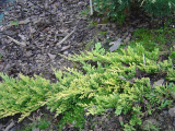 JALOVEC POLEHLÝ - Juniperus horizontalis ´Golden Carpet´