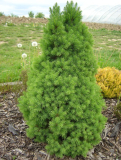 SMRK  - Picea glauca ´Conica´