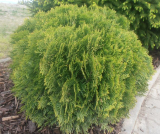 ZERAV ZÁPADNÍ - Thuja occidentalis ´Danica´