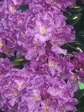 Rhododendron ´Goldflimmer´- fialový