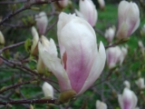 ŠÁCHOLAN - Magnolia soulangeana