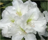 Rhododendron ´Eskimo´- bílý