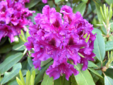 Rhododendron ´Azurro´ - tm. fialový