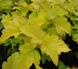 TAVOLA - Physocarpus opulifolius ´Dart´s Gold´