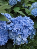 HORTENZIE MODRÁ - Hydrangea macrophylla ´Early Blue´