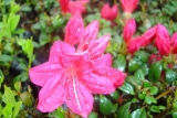 AZALKA RŮŽOVÁ  - Rhododendron obtusum ´Conny´