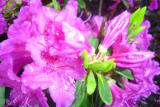 AZALKA LILA - Rhododendron obtusum ´Blue Danube´